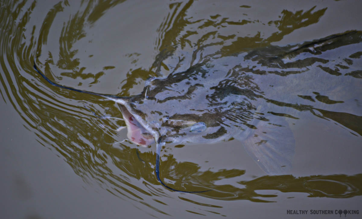 Catfish at the Pond
