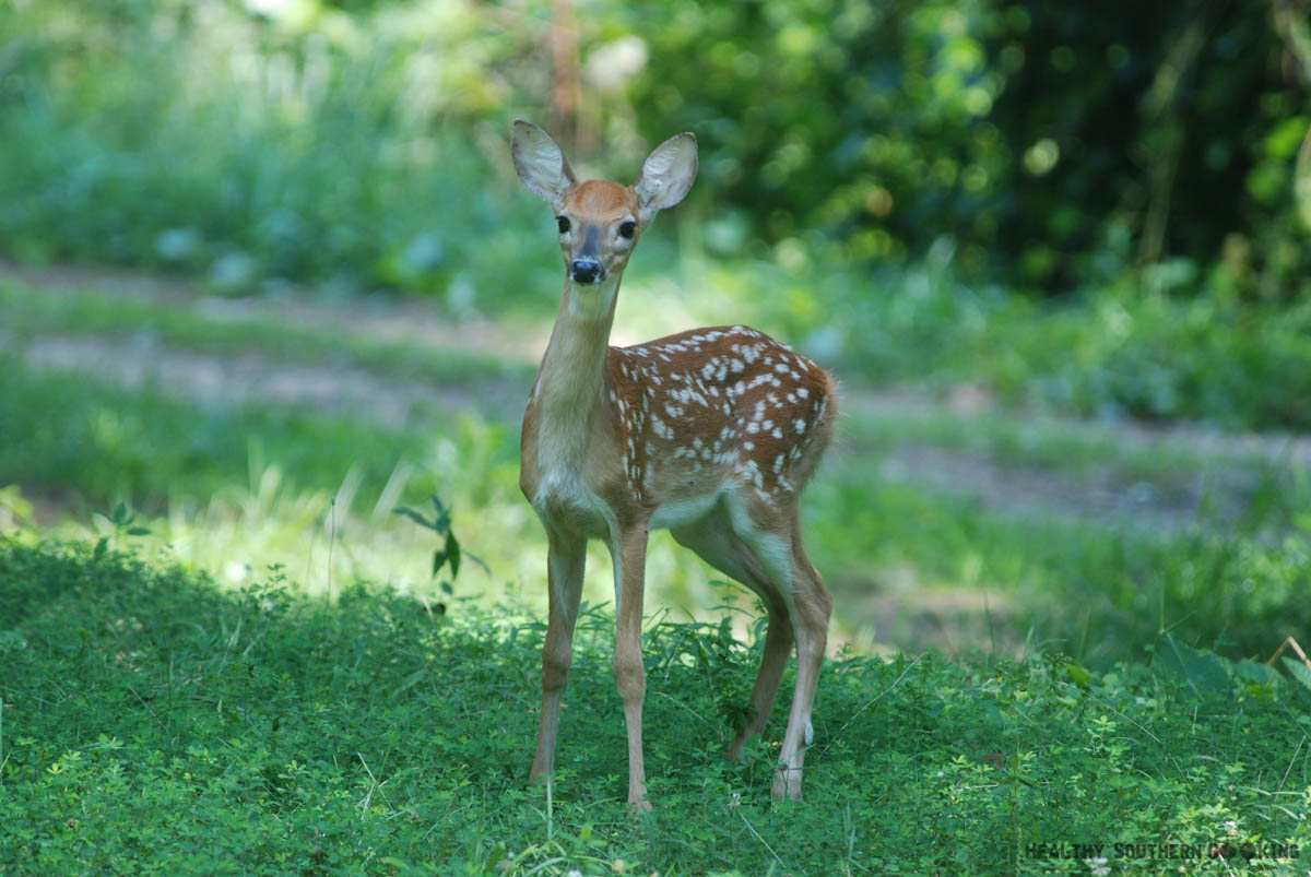 Fawn in Front Yard
